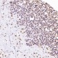 Anti-beta Tubulin Rabbit Monoclonal Antibody